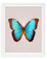 Brilliant Blue (Morpho peleides)