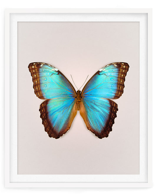 Brilliant Blue (Morpho peleides)