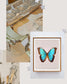 Brilliant Blue (Morpho peleides)