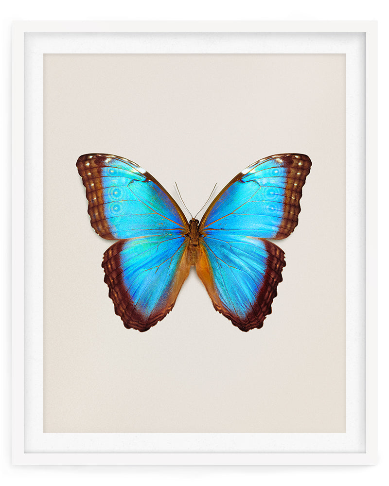 Brilliant Blue (Morpho Peleides)