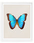 Brilliant Blue (Morpho Peleides)