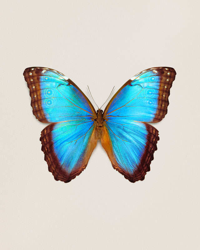 Brilliant Blue (Morpho Peleides)
