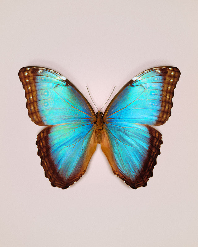 Brilliant Blue (Morpho peleides)
