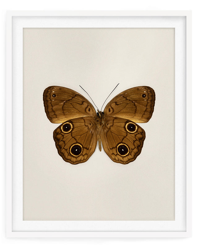Brown Faun (Faunis Phaon)