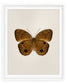 Brown Faun (Faunis Phaon)