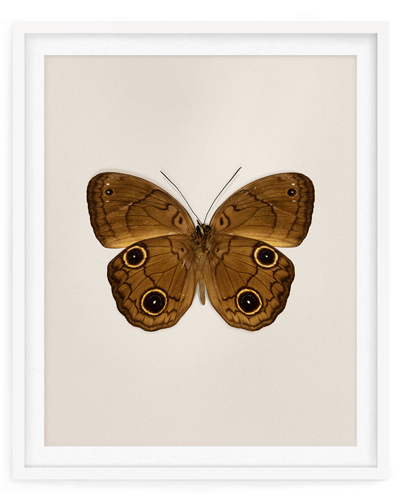 Brown Faun (Faunis Phaon)