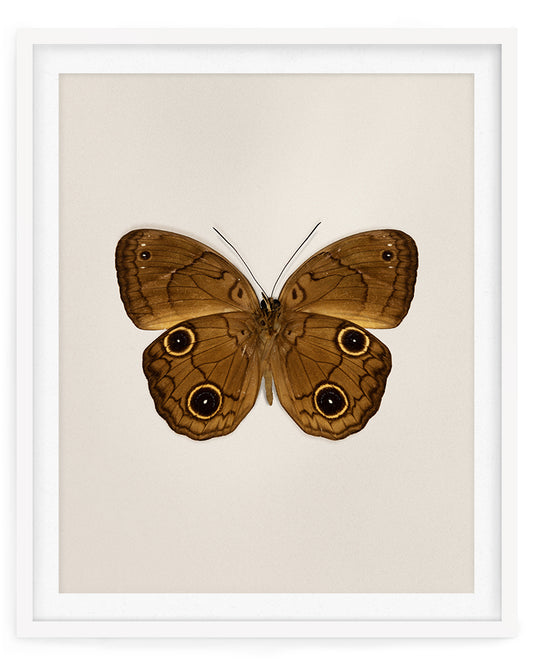 Brown Faun (Faunis Phaon)