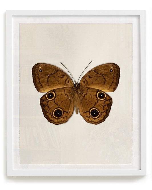 Brown Faun (Faunis phaon)