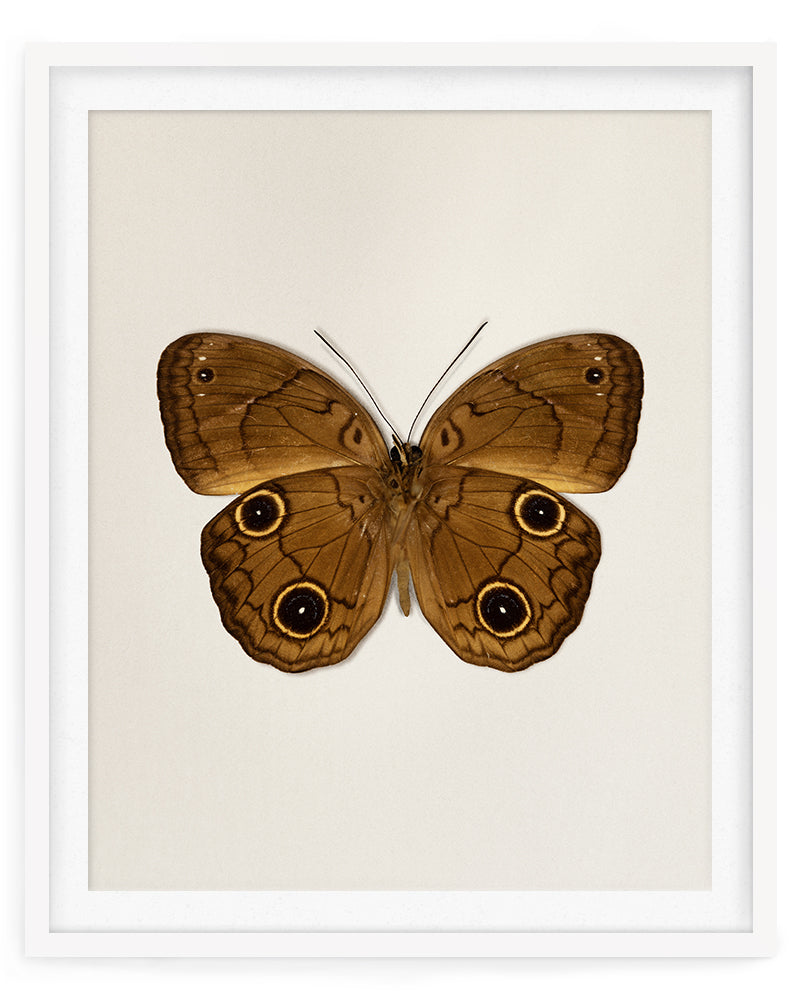 Brown Faun (Faunis phaon)