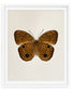 Brown Faun (Faunis phaon)