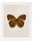 Brown Faun (Faunis Phaon)