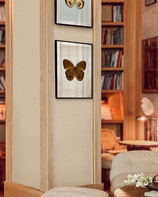 Brown Faun (Faunis phaon)