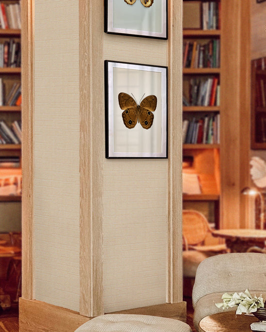 Brown Faun (Faunis phaon)
