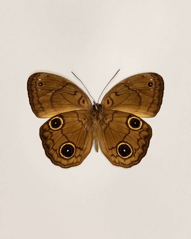 Brown Faun (Faunis Phaon)