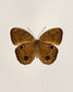 Brown Faun (Faunis Phaon)