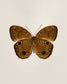 Brown Faun (Faunis Phaon)