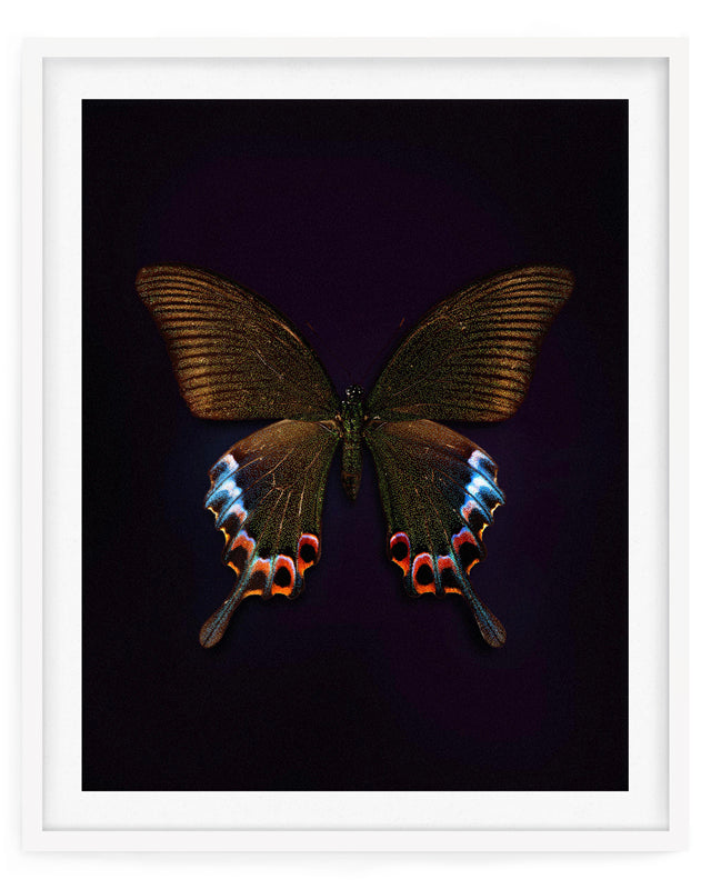 Cleo (Papilio Bianor)