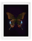 Cleo (Papilio Bianor)