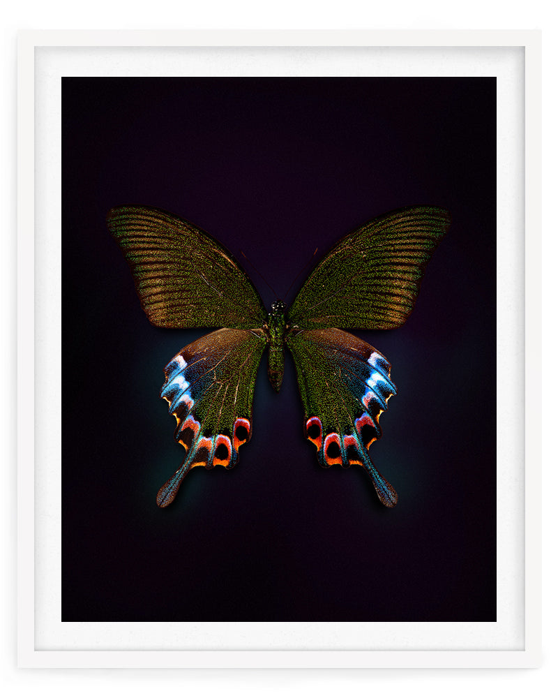 Cleo (Papilio Bianor)