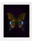 Cleo (Papilio Bianor)
