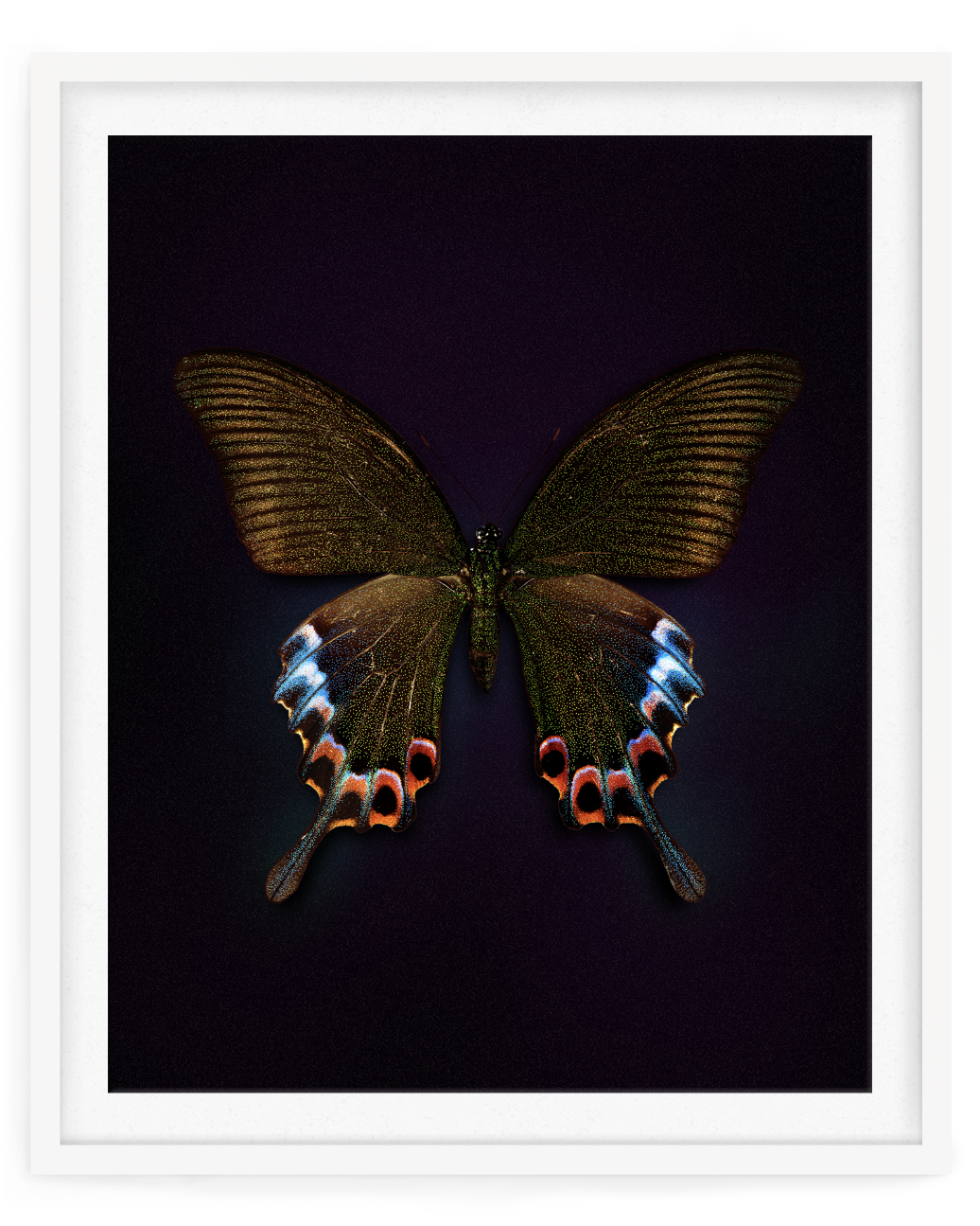 Cleo (Papilio bianor)
