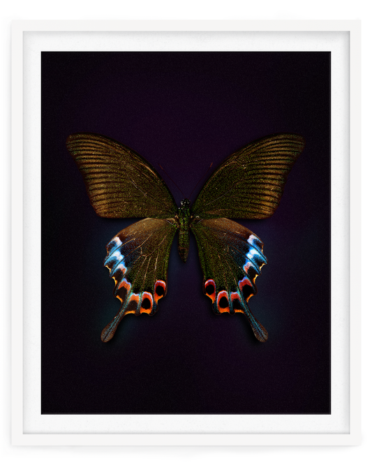Cleo (Papilio bianor)
