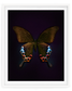 Cleo (Papilio bianor)