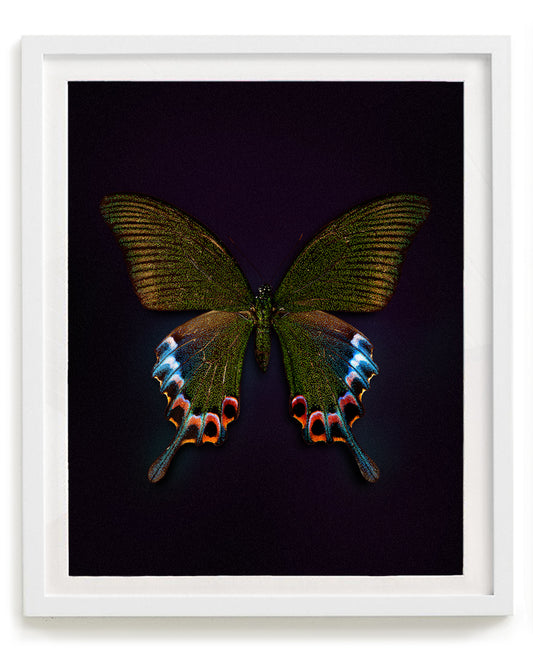 Cleo (Papilio bianor)