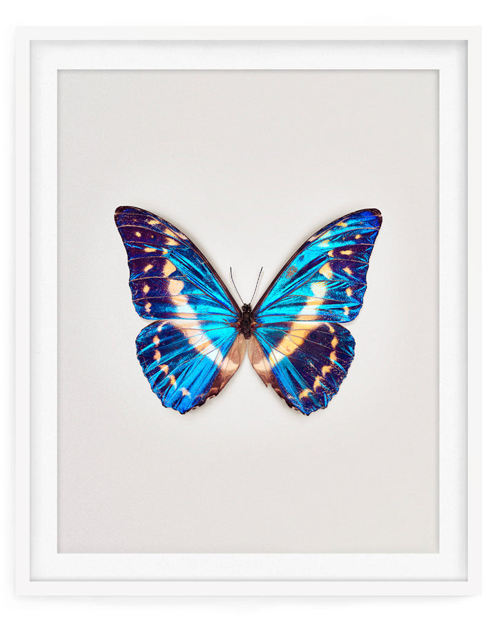 Cobalt (Morpho Cypris)