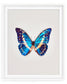 Cobalt (Morpho Cypris)