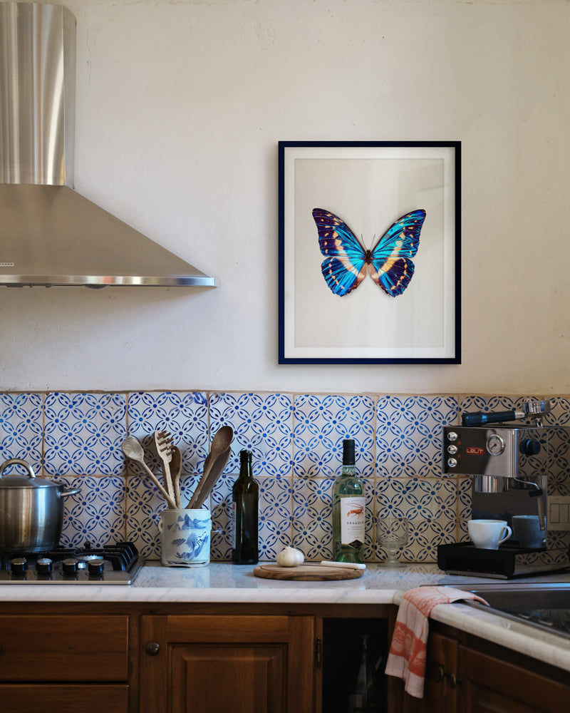 Cobalt (Morpho cypris)