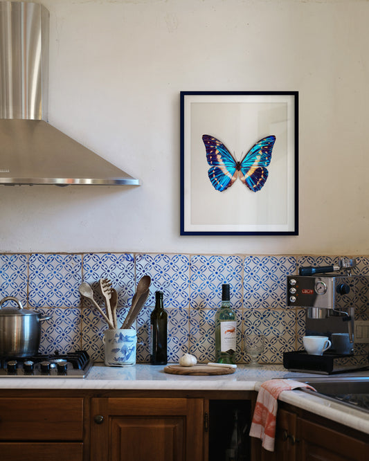 Cobalt (Morpho cypris)