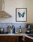 Cobalt (Morpho cypris)