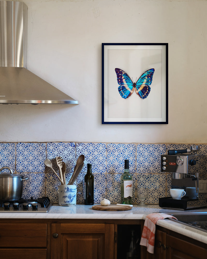 Cobalt (Morpho Cypris)