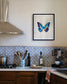 Cobalt (Morpho Cypris)