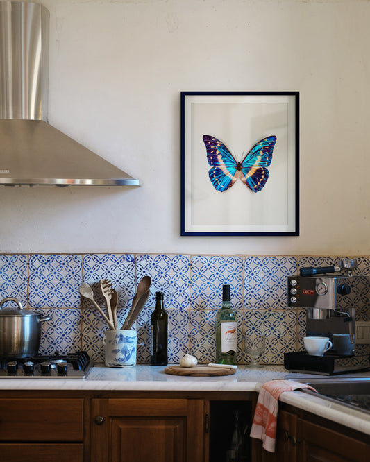 Cobalt (Morpho cypris)