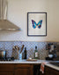 Cobalt (Morpho Cypris)