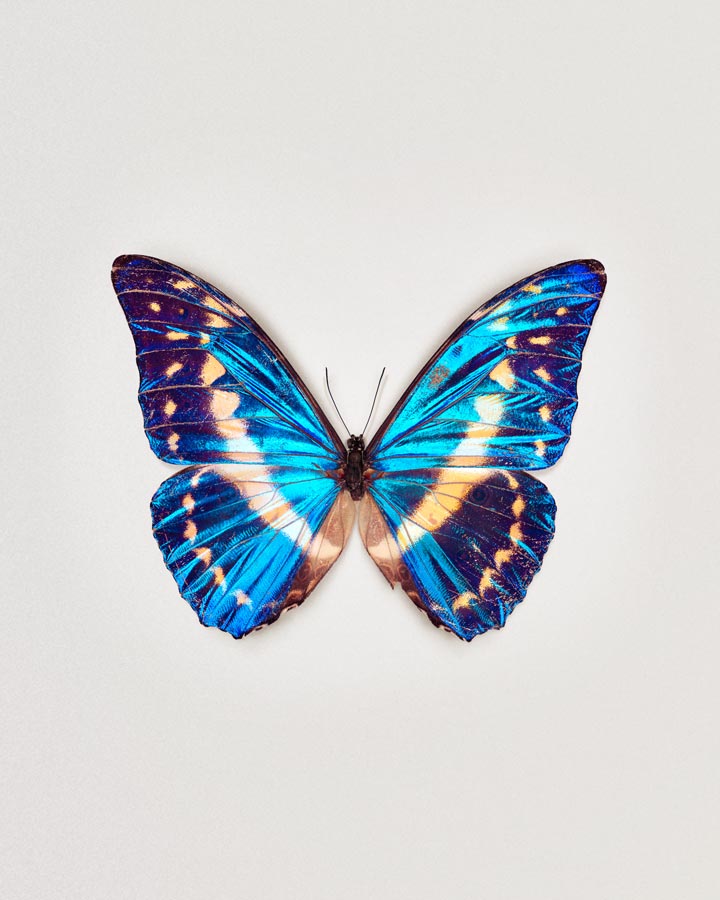 Cobalt (Morpho Cypris) | Fine Art Photography Print 🦋 – Guimuse
