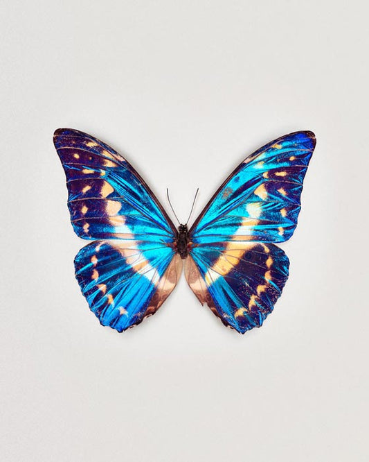 Cobalt (Morpho Cypris)