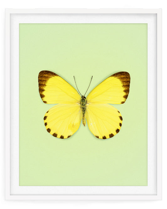 Dotted Lemon (Genus Mylothris)