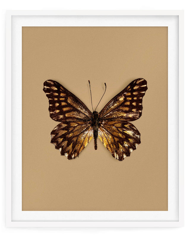 Espresso (Catasticta Incerta)