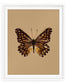 Espresso (Catasticta Incerta)