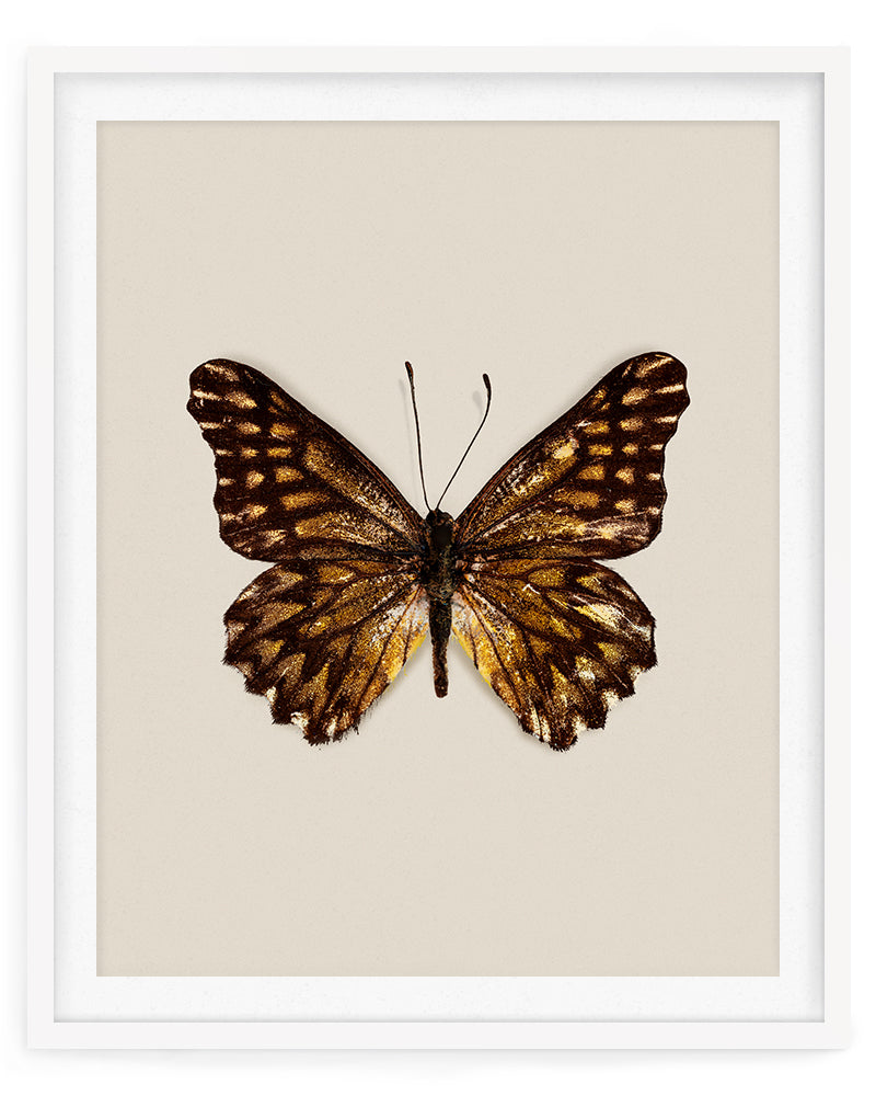 Espresso (Catasticta Incerta)