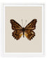 Espresso (Catasticta Incerta)