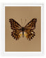Espresso (Catasticta incerta)