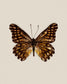 Espresso (Catasticta Incerta)