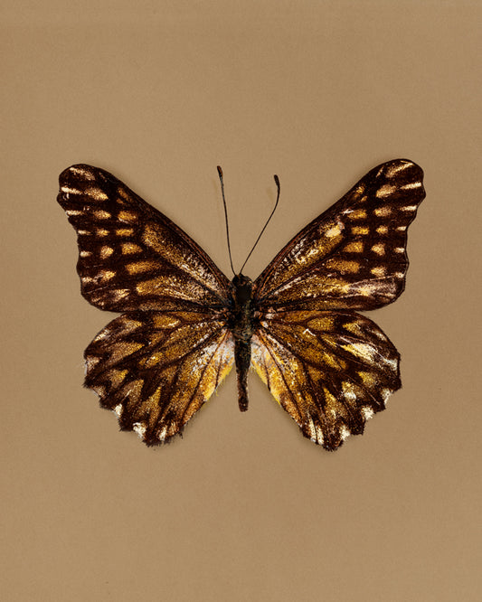 Espresso (Catasticta incerta)