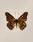 Espresso (Catasticta Incerta)