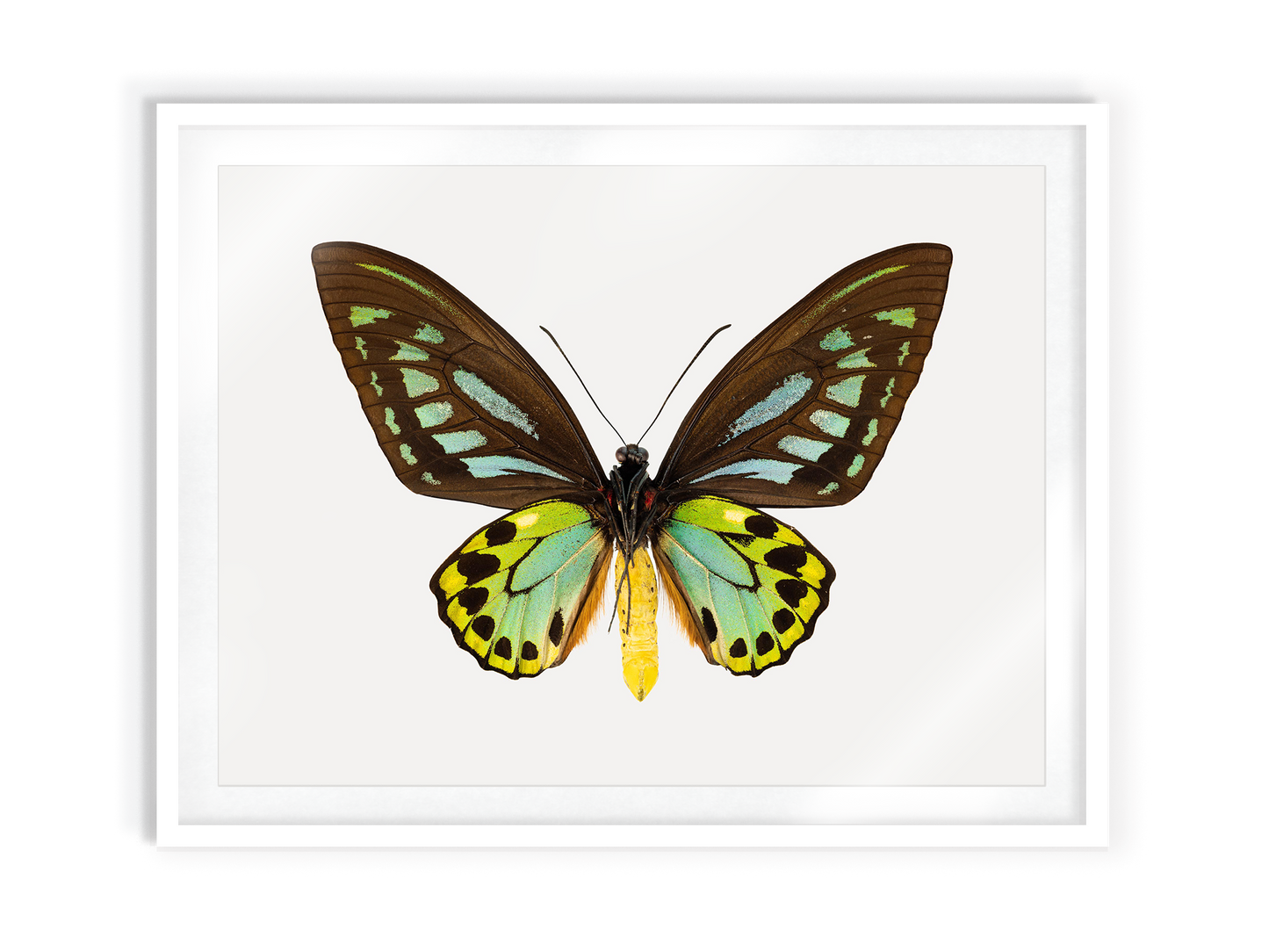 Birdswing (Ornithoptera Priamus)