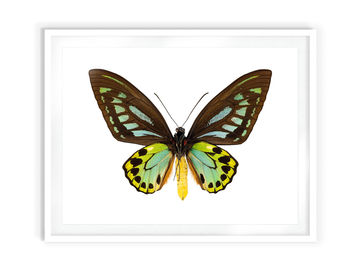 Birdswing (Ornithoptera Priamus)